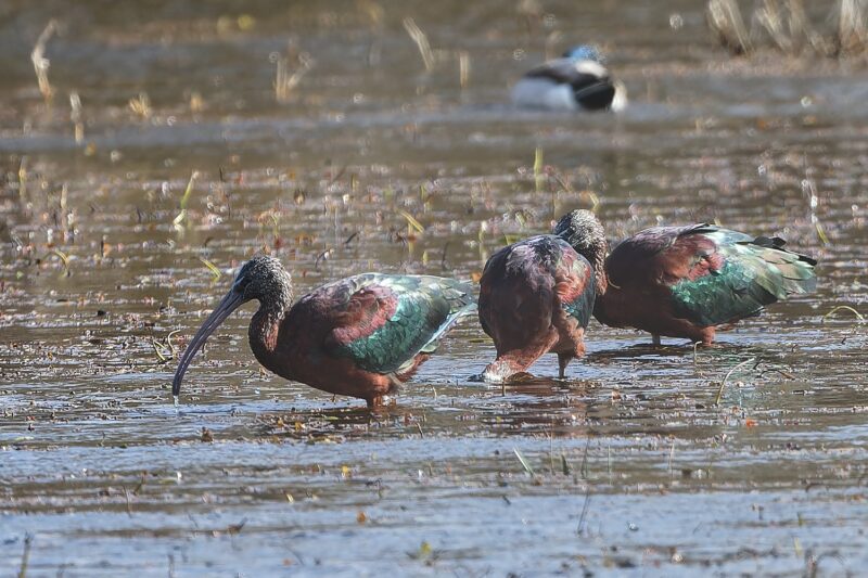 Ibis falcinelles en Camargue