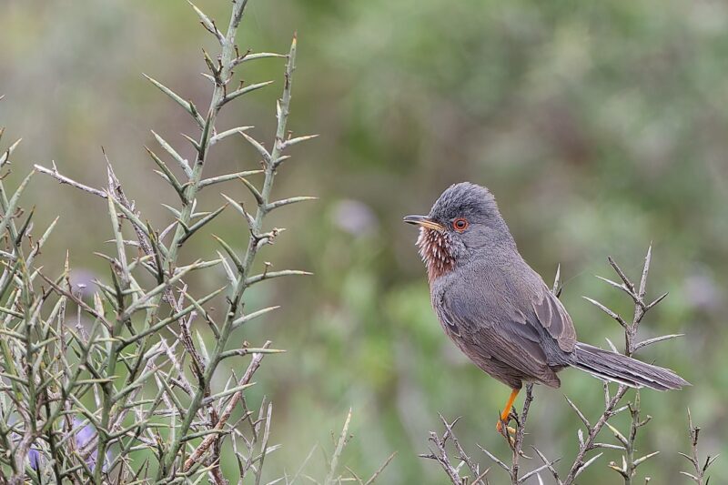 Fauvette pitchou dans les Alpilles