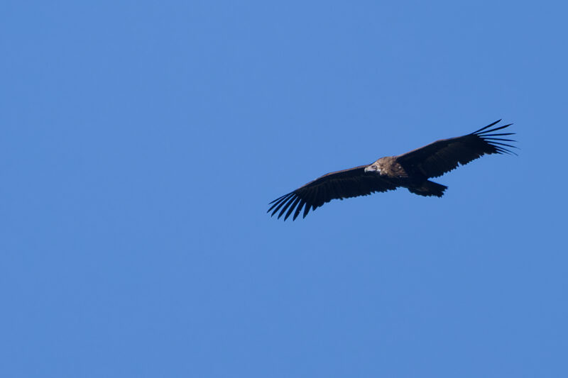Vautour moine survolant le causse Méjean
