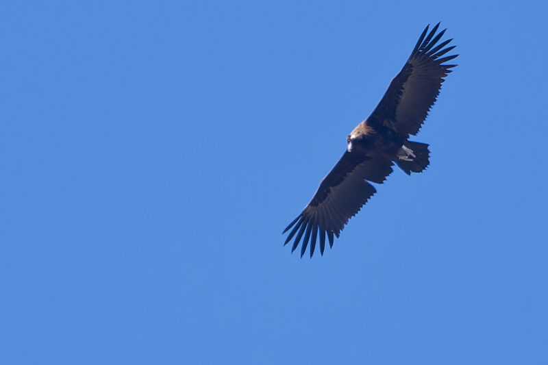 Vautour moine dans les gorges de la Jonte