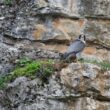 Faucon pèlerin sur les falaises de Gluges