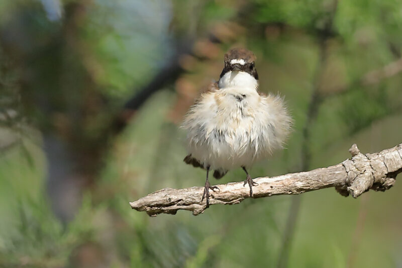 Gobemouche noir femelle de passage en Camargue