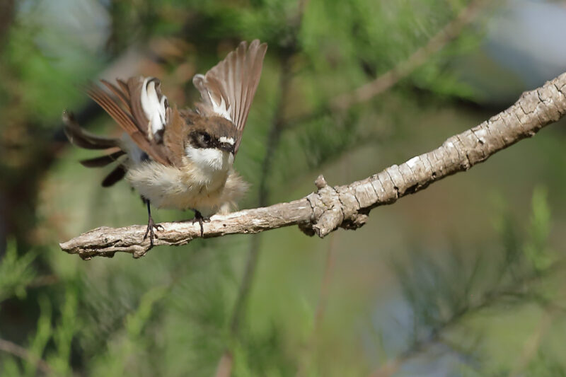 Gobemouche noir femelle