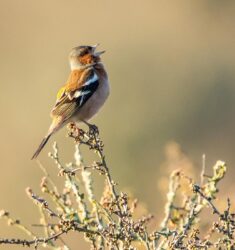 Comptage national printanier des oiseaux des jardins en France