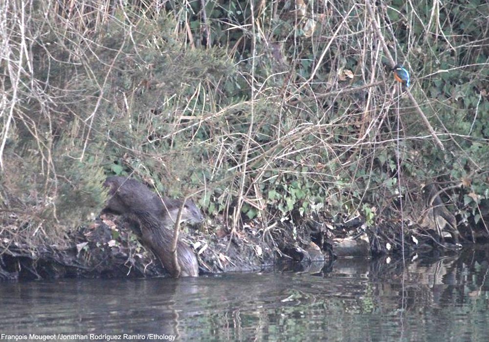 Loutres d'Europe (Lutra lutra) "surveillées" par un Martin-pêcheur d'Europe (Alcedo atthis)