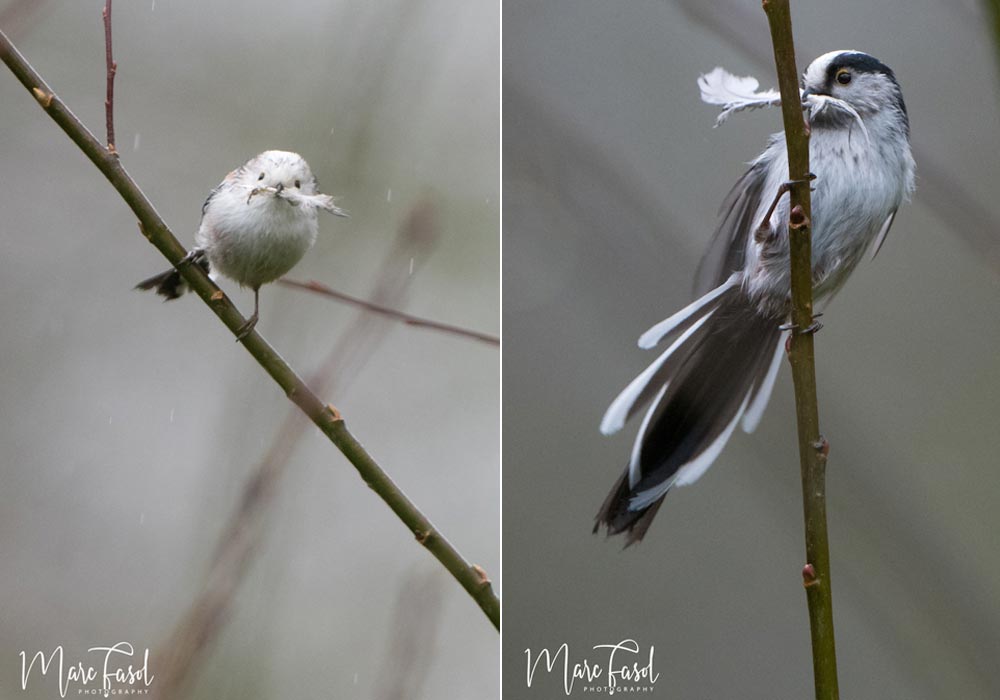 Couple d'Orites à longue queue (Aegithalos caudatus) transportant des matériaux