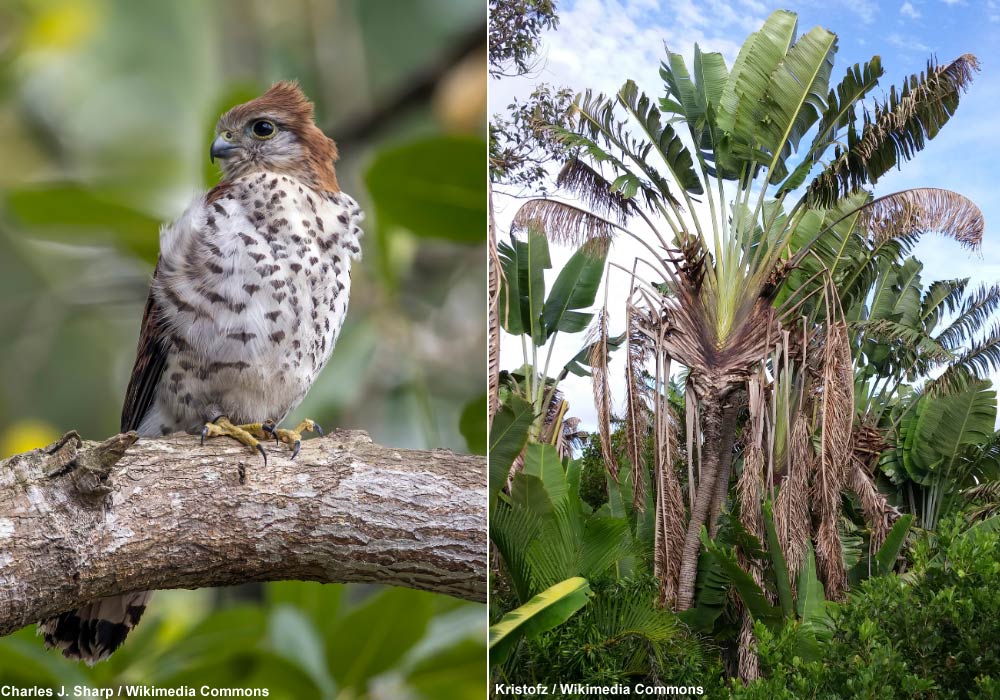 Faucon (ou Crécerelle) de Maurice (Falco punctatus) et Arbre du voyageur (Ravenala madagascariensis)