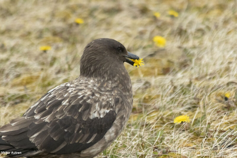 Des Labbes antarctiques mangent des pissenlits sur certaines îles de l’archipel français des Kerguelen