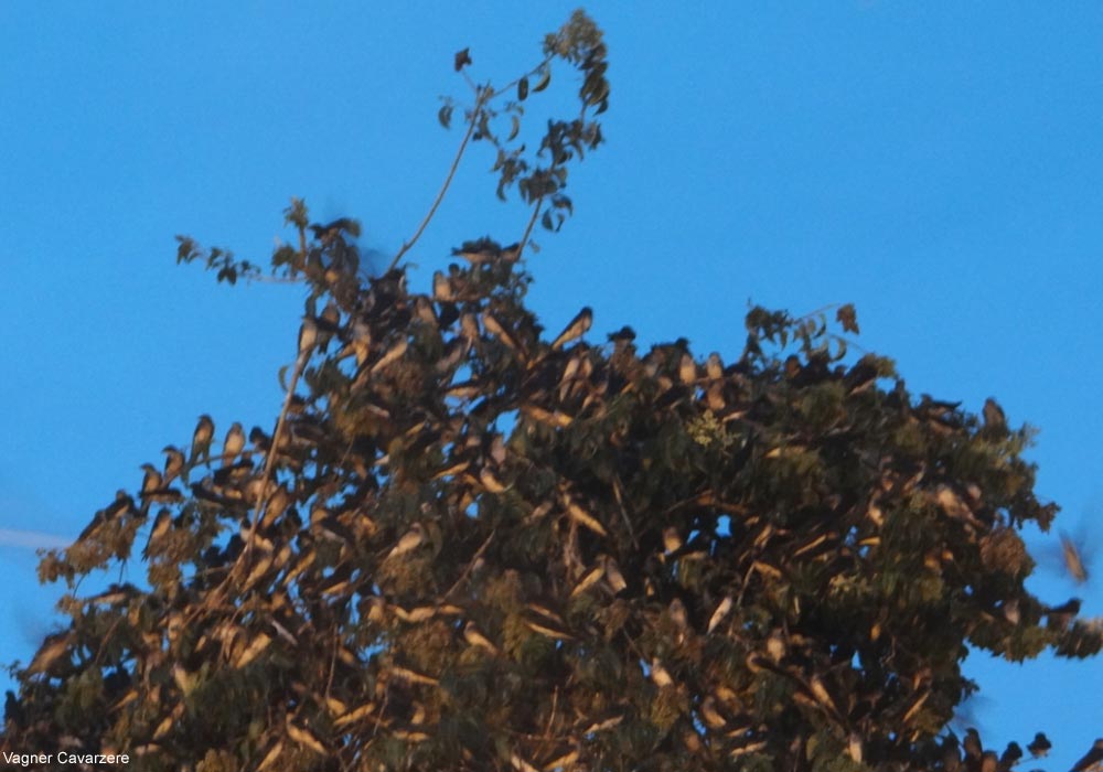 Hirondelles tapères (Progne taper)