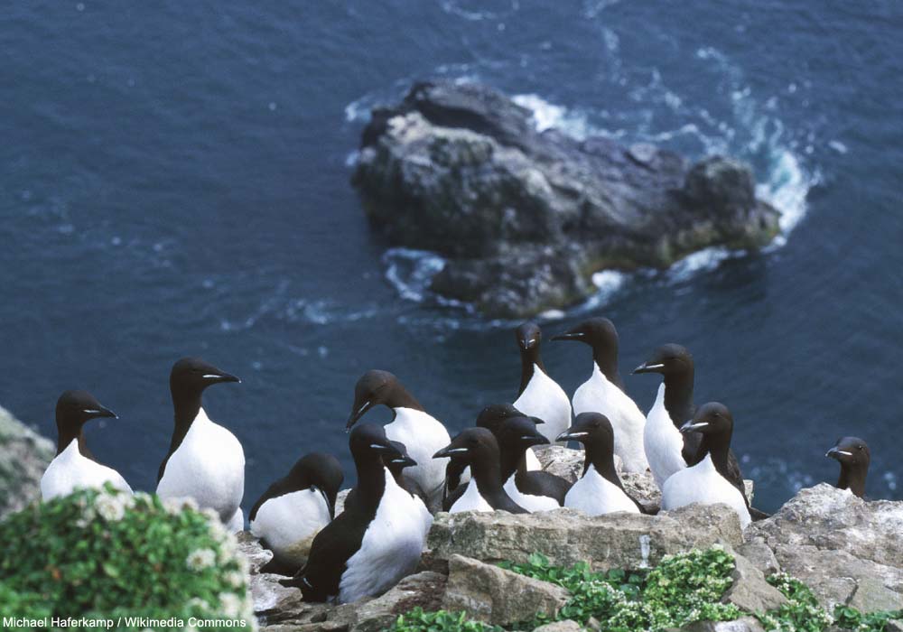 Guillemots de Brünnich (Uria lomvia)