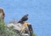 4-Faucon pèlerin | Falco peregrinus | Peregrine Falcon