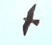 4-Faucon pèlerin | Falco peregrinus | Peregrine Falcon