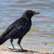 Corneille noire
