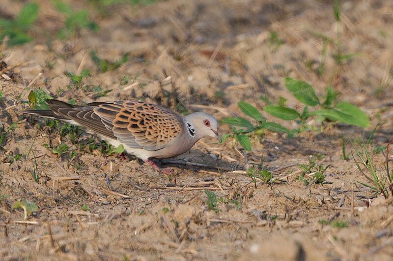Tourterelle des bois