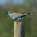 4-Rollier d’Europe | Coracias garrulus | European Roller