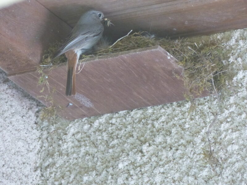 Un nichoir « low cost »