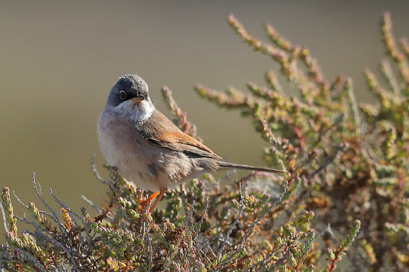 Fauvette à lunettes mâle en Camargue