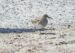 1-Bécasseau tacheté | Calidris melanotos | Pectoral Sandpiper
