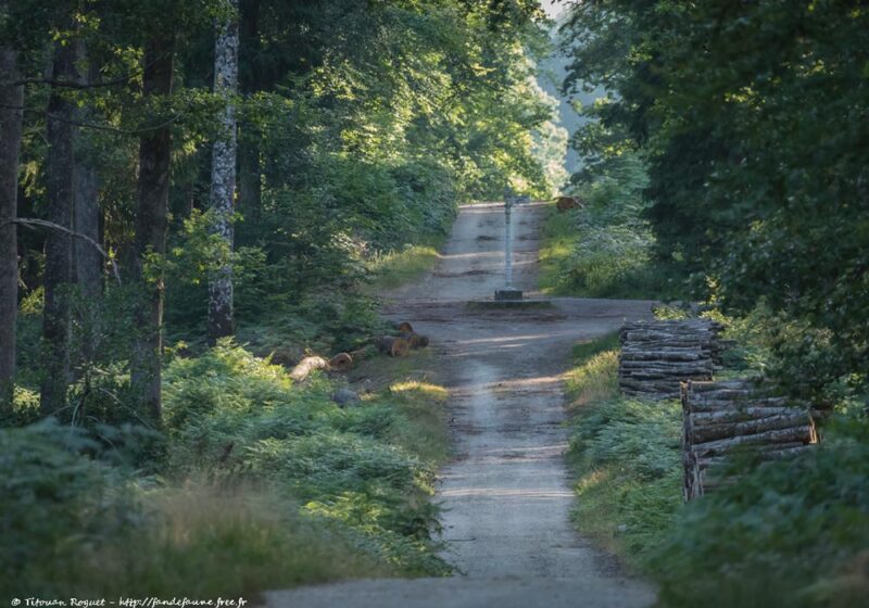 Observer les oiseaux dans la forêt domaniale de Bercé (Sarthe), un refuge pour le Pic cendré
