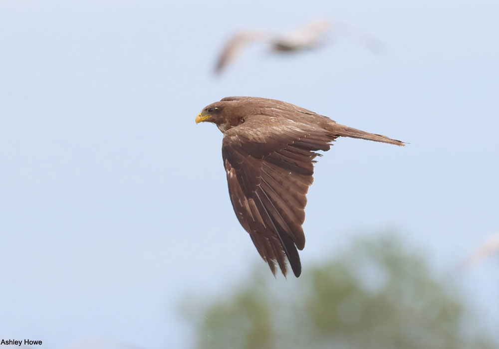 Milan à bec jaune (Milvus aegyptius)