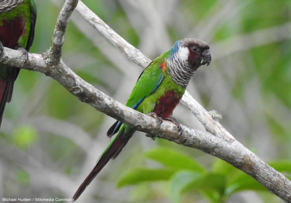 Conure à poitrine grise (Pyrrhura griseipectus)
