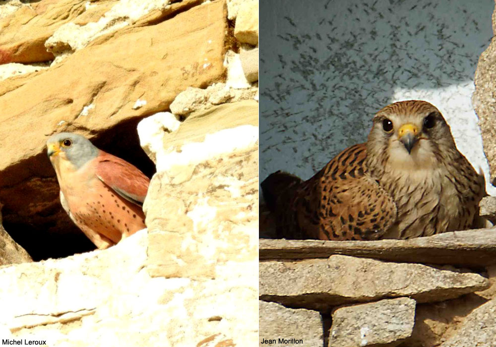 Faucons crécerellette (Falco naumanni) mâle et crécerelle (F. tinnunculus) femelle