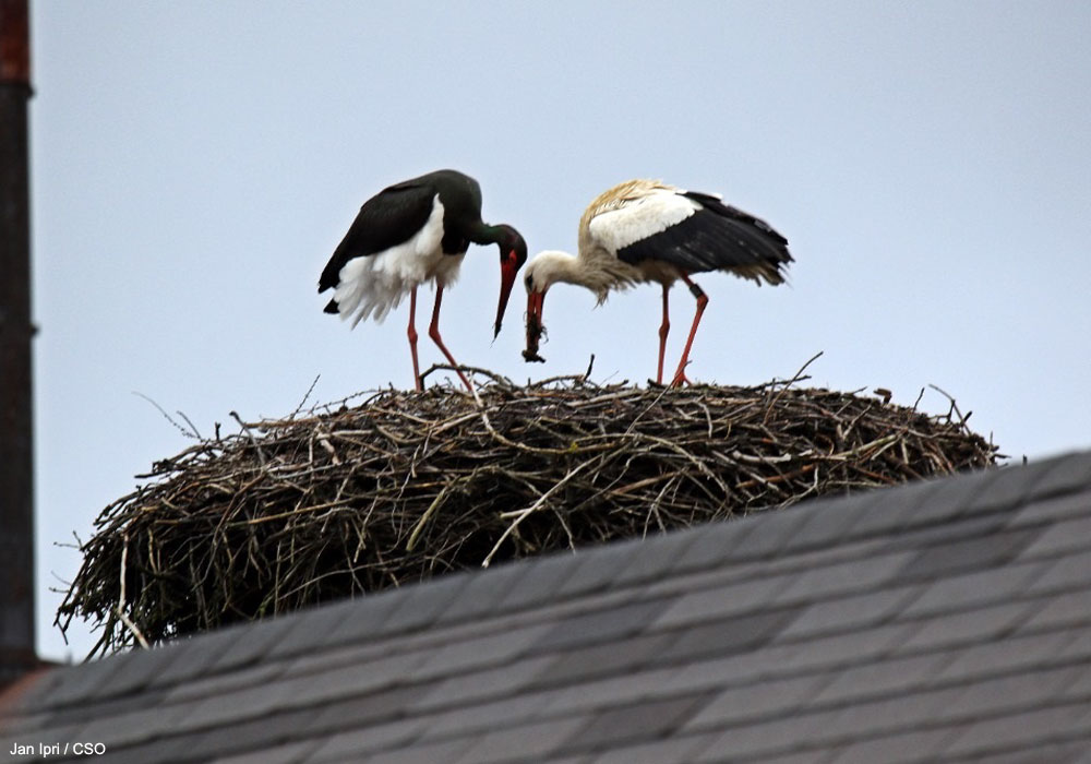 Couple mixte composé d'un mâle de Cigogne noire (Ciconia nigra) et d'une femelle de Cigogne blanche (C. Ciconia)