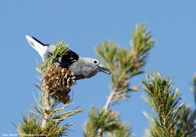 Comment s’appuyer sur le Cassenoix d’Amérique pour sauver le Pin à écorce blanche ?