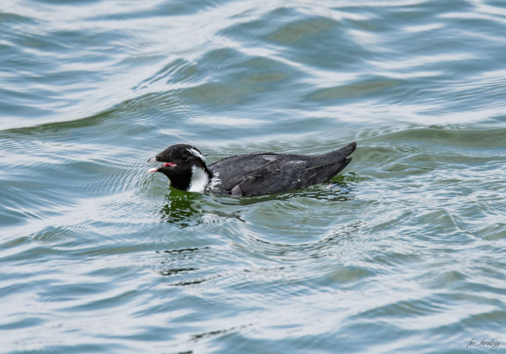 Guillemot à cou blanc (Synthliboramphus antiquus)