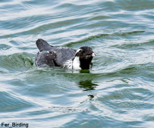 Guillemot à cou blanc (Synthliboramphus antiquus) Guillemot à cou blanc (Synthliboramphus antiquus)