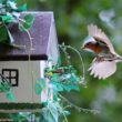 Quels sont les principaux facteurs d’échec de la nidification des oiseaux dans les nichoirs ?