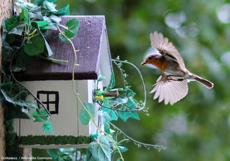 Quels sont les principaux facteurs d’échec de la nidification des oiseaux dans les nichoirs ?