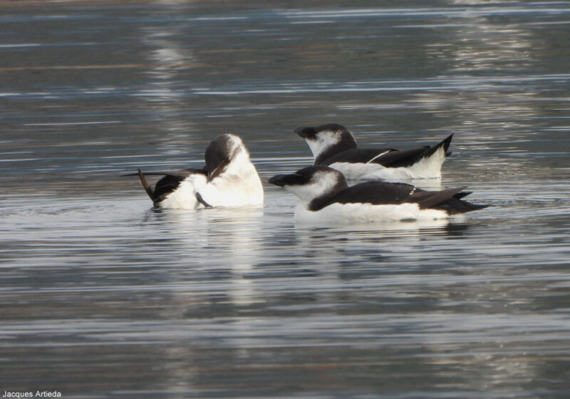 Une irruption « historique » de Pingouins tordas en Méditerranée à la fin de l’année 2022