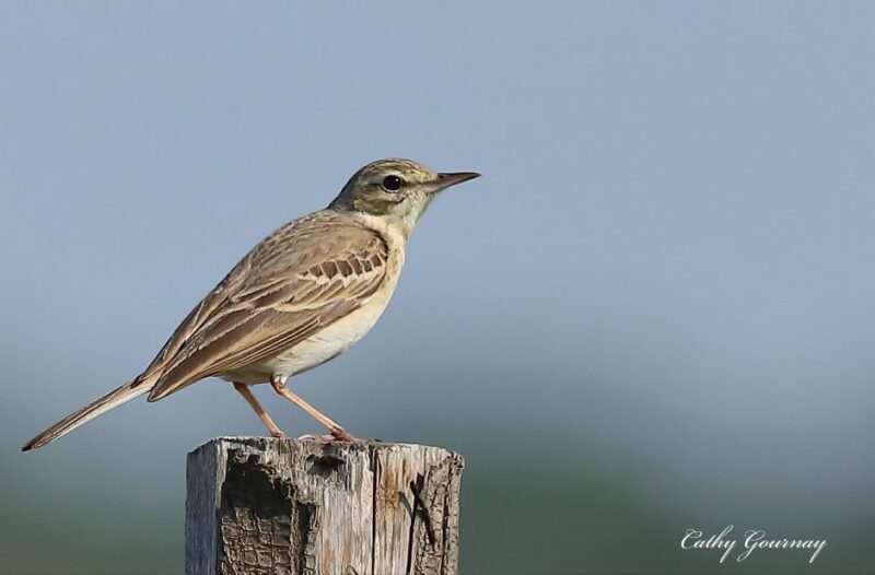 Pipit rousseline