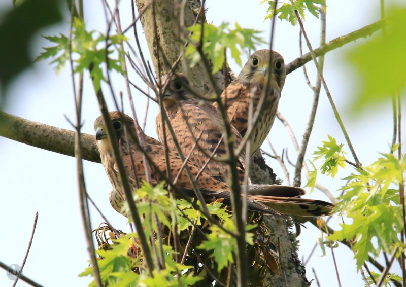 Jeunes Faucons crécerelles près de mon jardin