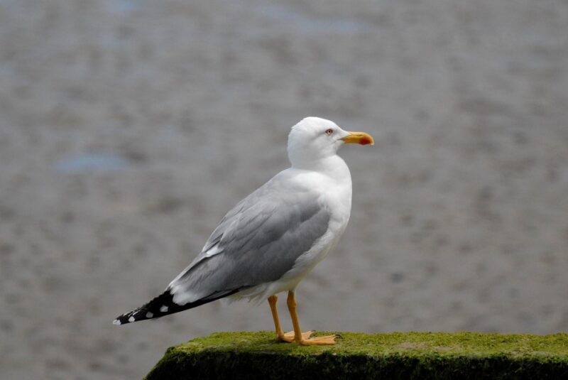 Goéland leucophée au Pays basque