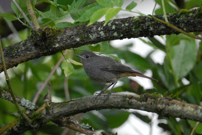 Rougequeue noir juvénile