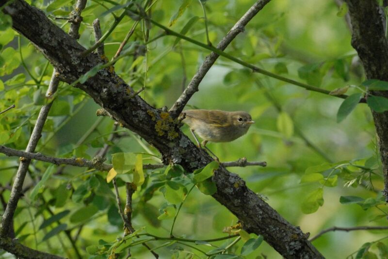 Fauvette à tête noire femelle