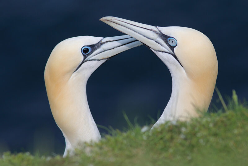 Fous de Bassan à iris noir et « classique »