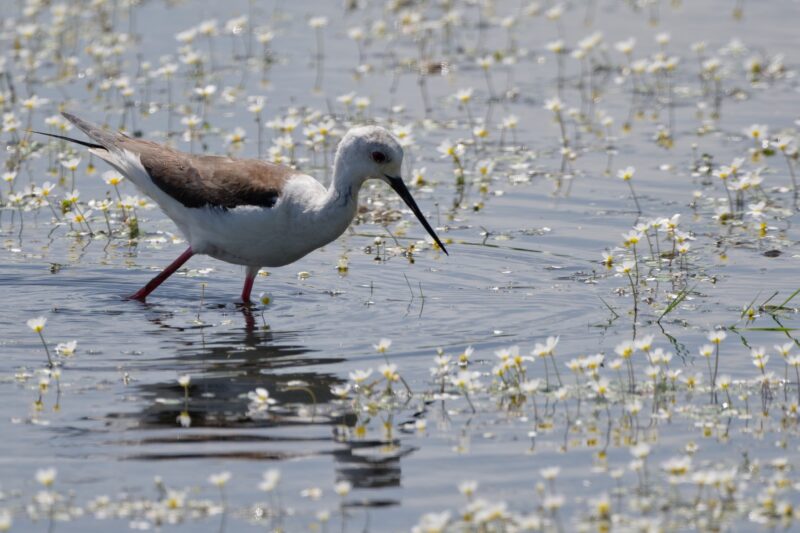 Échasse blanche en Brenne