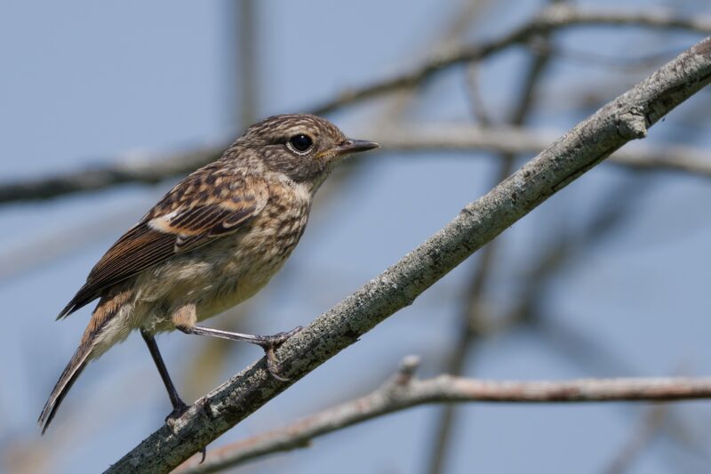 Tarier pâtre juvénile