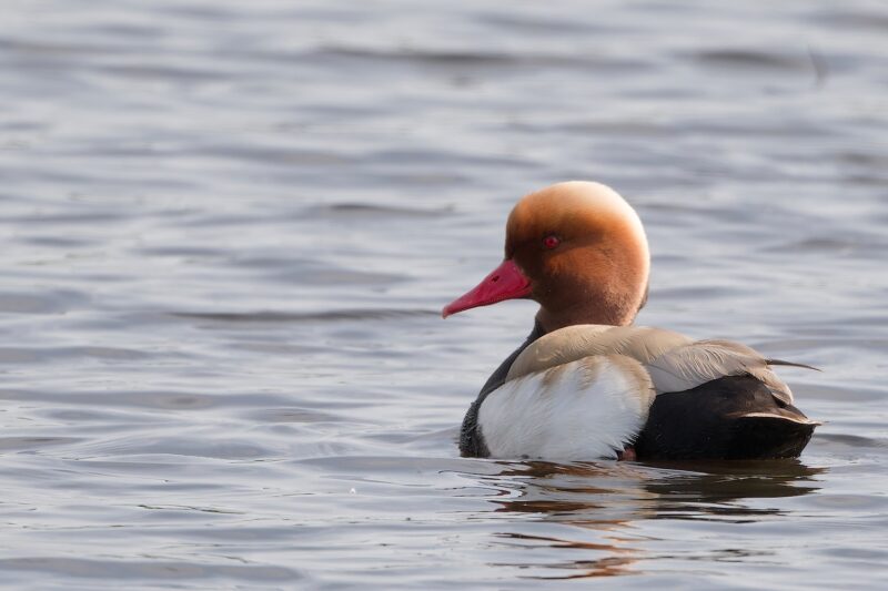 Nette rousse mâle en Brenne