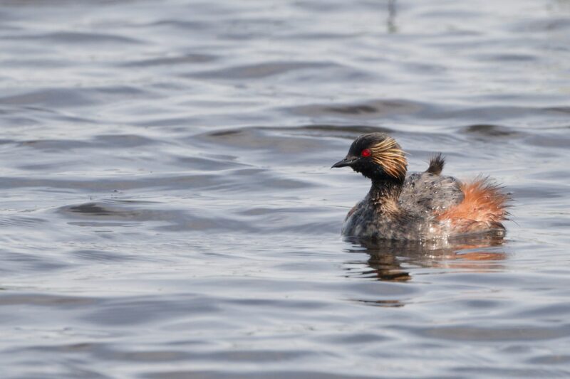 Grèbe à cou noir en Brenne