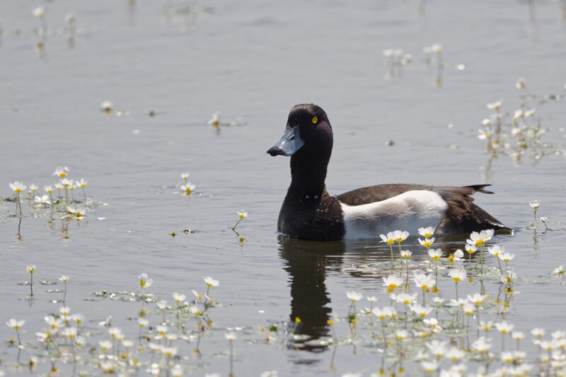 Fuligule morillon mâle en Brenne
