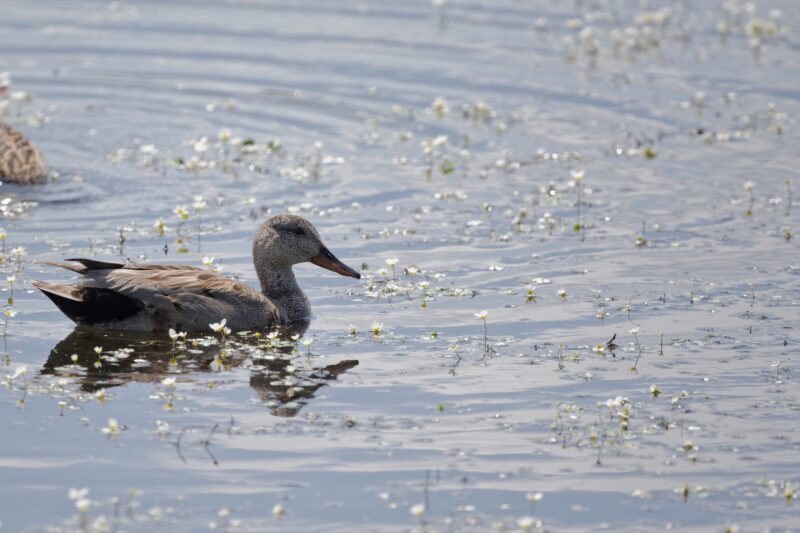 Canard chipeau en Brenne