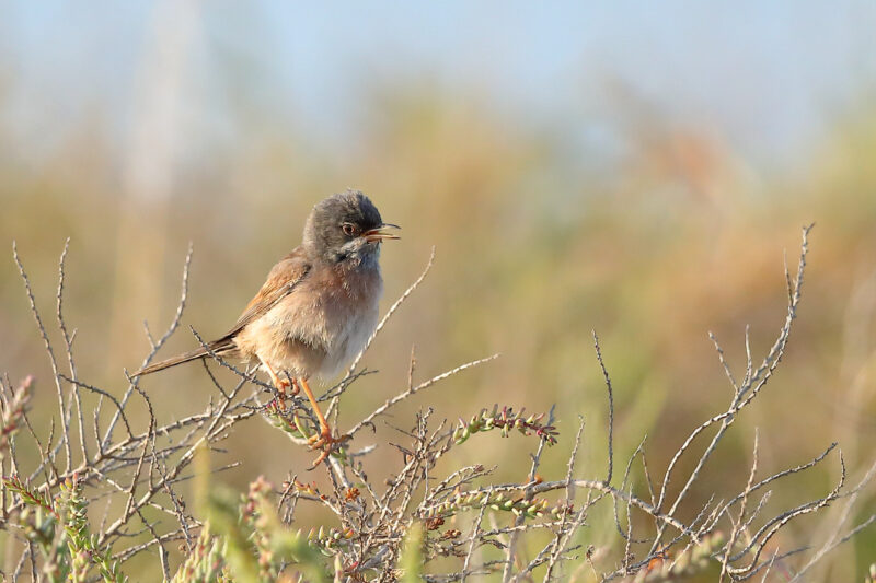 Fauvette à lunettes en Camargue