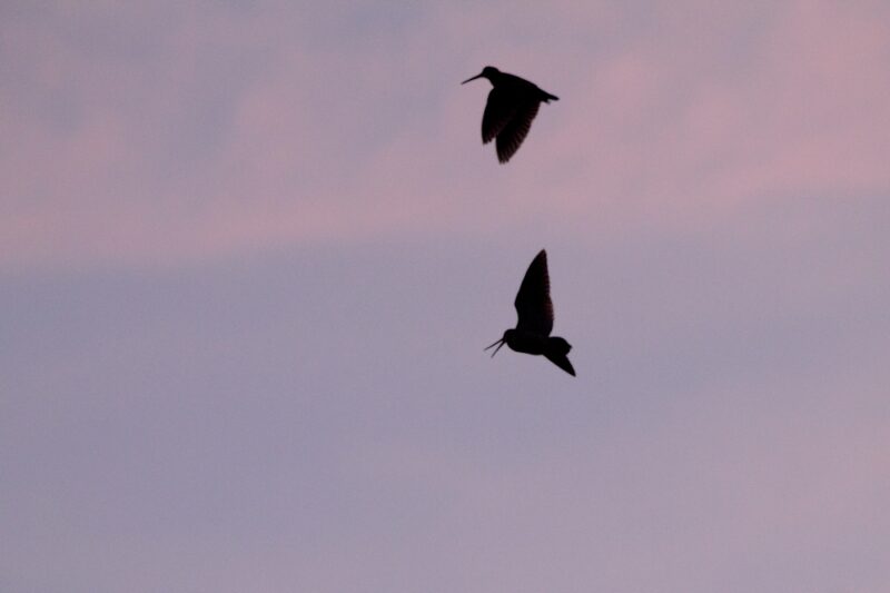 Bécasses des bois à la croule