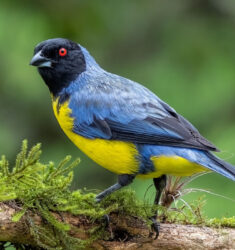 12ème Foire ornithologique sud-américaine (Feria de Aves de Sudamérica)