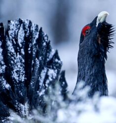 Exposition « L’oiseau-forêt »