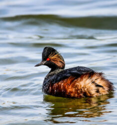 Sortie guidée dans le site ornithologique des Cinq Tailles